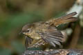 White-bellied Redstart Luscinia phaenicuroides ichangensis