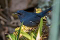 White-bellied Redstart Luscinia phaenicuroides ichangensis