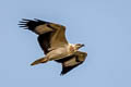 White-bellied Sea Eagle Haliaeetus leucogaster