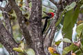 White-bellied Woodpecker Dryocopus javensis feddeni