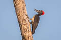 White-bellied Woodpecker Dryocopus javensis feddeni