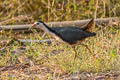 White-breasted Waterhen Amaurornis phoenicurus phoenicurus