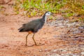 White-breasted Waterhen Amaurornis phoenicurus phoenicurus