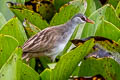 White-browed Crake Poliolimnas cinereus