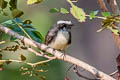 White-browed Fantail Rhipidura aureola burmanica