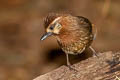 White-browed Laughingthrush Pterorhinus sannio cornis