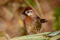 White-browed Laughingthrush Pterorhinus sannio cornis