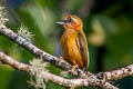 White-browed Piculet Sasia ochracea ochracea