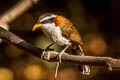 White-browed Scimitar Babbler Pomatorhinus schisticeps olivaceus