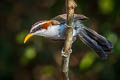 White-browed Scimitar Babbler Pomatorhinus schisticeps olivaceus