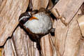 White-browed Scimitar Babbler Pomatorhinus schisticeps difficilis