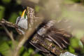 White-browed Scimitar Babbler Pomatorhinus schisticeps klossi 