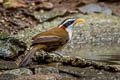 White-browed Scimitar Babbler Pomatorhinus schisticeps olivaceus