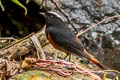 White-capped Redstart Phoenicurus leucocephalus