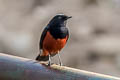 White-capped Redstart Phoenicurus leucocephalus