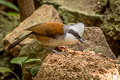 White-crested Laughingthrush Garrulax leucolophus diardi