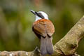 White-crested Laughingthrush Garrulax leucolophus diardi