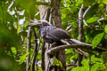 White-crowned Hornbill Berenicornis comatus