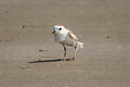 White-faced Plover Charadrius dealbatus (Swinhoe's Plover)