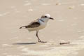 White-faced Plover Charadrius dealbatus (Swinhoe's Plover)