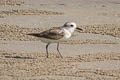 White-faced Plover Charadrius dealbatus (Swinhoe's Plover)