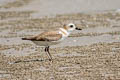 White-faced Plover Charadrius dealbatus (Swinhoe's Plover)