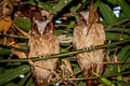 White-fronted Scops Owl Otus sagittatus