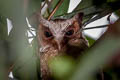 White-fronted Scops Owl Otus sagittatus