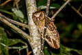 White-fronted Scops Owl Otus sagittatus