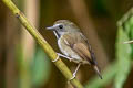 White-gorgeted Flycatcher Anthipes monileger leucops