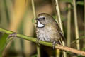 White-gorgeted Flycatcher Anthipes monileger leucops