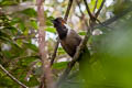 White-necked Laughingthrush Garrulax strepitans