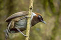 White-necked Laughingthrush Garrulax strepitans