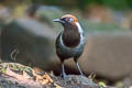 White-necked Laughingthrush Garrulax strepitans