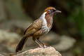 White-necked Laughingthrush Garrulax strepitans