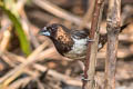 White-rumped Munia Lonchura striata acuticauda