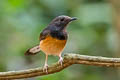 White-rumped Shama Copsychus malabaricus macrourus