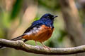 White-rumped Shama Copsychus malabaricus macrourus