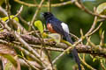 White-rumped Shama Copsychus malabaricus macrourus