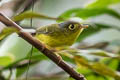 White-spectacled Warbler Phylloscopus intermedius intermedius