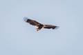 White-tailed Eagle Haliaeetus albicilla albicilla