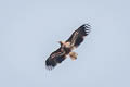 White-tailed Eagle Haliaeetus albicilla albicilla