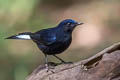 White-tailed Robin Myiomela leucura leucura