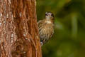 White-tailed Robin Myiomela leucura leucura