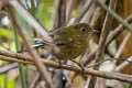 White-tailed Robin Myiomela leucura leucura