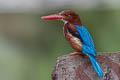 White-throated Kingfisher Halcyon smyrnensis perpulchra (Smyrna Kingfisher)