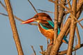 White-throated Kingfisher Halcyon smyrnensis perpulchra (Smyrna Kingfisher)