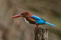 White-throated Kingfisher Halcyon smyrnensis perpulchra (Smyrna Kingfisher)