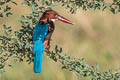 White-throated Kingfisher Halcyon smyrnensis perpulchra (Smyrna Kingfisher)