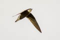 White-throated Needletail Hirundapus caudacutus caudacutus